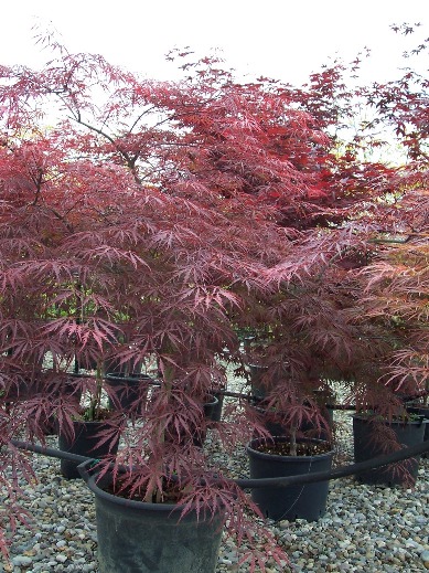 Arbusto foglia caduca color rosso intenso predilige esposizione pieno sole.