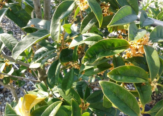 Arbusto sempreverde a crescita lenta fioritura autunnale con fiori arancioni profumati.